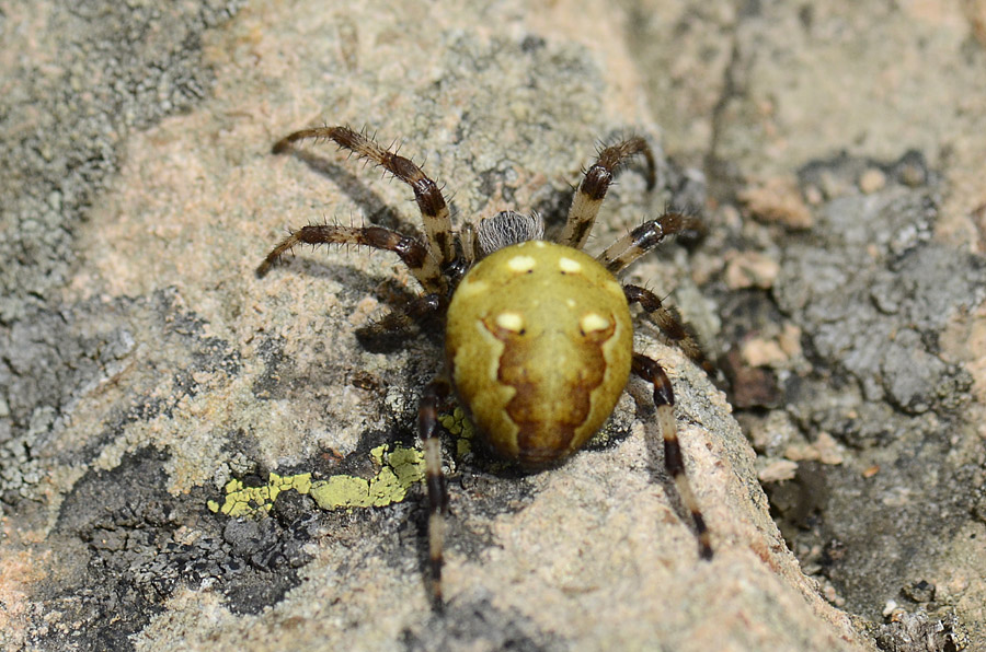 Araneus quadratus